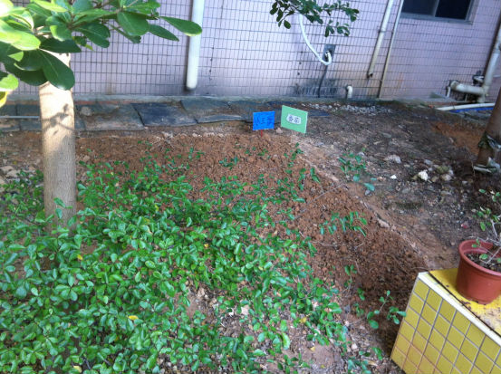 幼儿园 一角：种植园