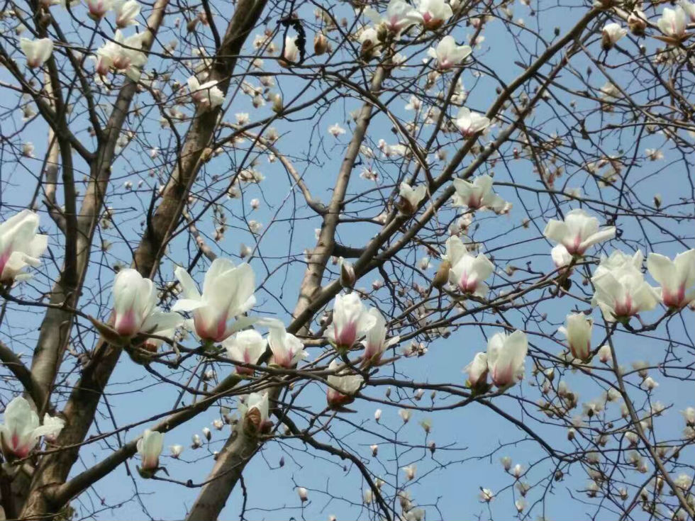 南京乐宝贝园内春暖花开